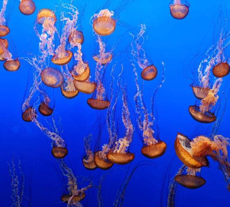Monterey Bay Aquarium (Monterey,&nbspCA)